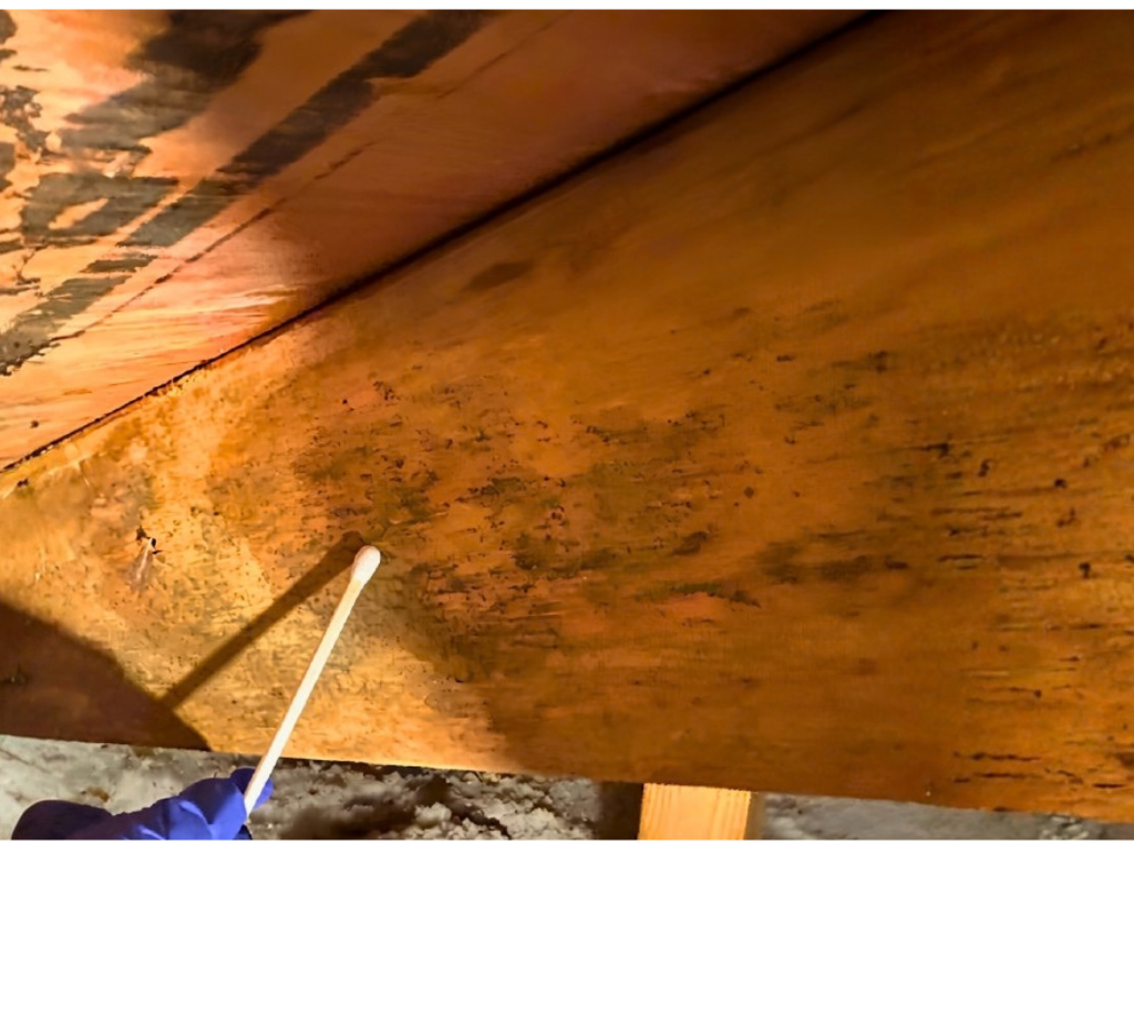 Professional mold inspection using moisture meter in Sarasota, FL home